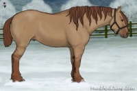Horse Color:Red Dun