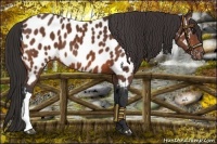 Horse Color:Bay Near Leopard 