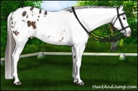 Horse Color:White Spotted Brown Appaloosa Rabicano 