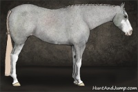 Horse Color:Liver Chestnut Sabino Appaloosa 