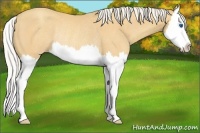 Horse Color:Silver Amber Champagne Splash Rabicano 