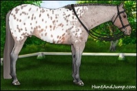 Horse Color:Bay Roan Near Leopard