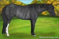 Horse Color:Black Rabicano 