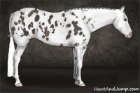 Horse Color:White Spotted Liver Chestnut Appaloosa 