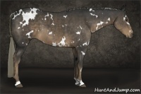 Horse Color:White Spotted Liver Chestnut 