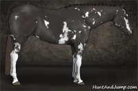Horse Color:White Spotted Liver Chestnut 