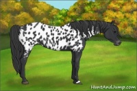 Horse Color:Black Appaloosa
