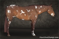 Horse Color:White Spotted Chocolate Buckskin 
