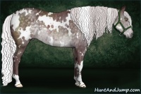 Horse Color:White Spotted Chocolate Silver Black Chinchilla 