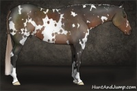 Horse Color:White Spotted Liver Chestnut 