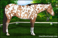 Horse Color:Amber Champagne Appaloosa  and Gray Amber Champagne Appaloosa 