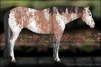 Horse Color:White Spotted Bay Ice 