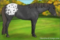Horse Color:Smoky Black Appaloosa 