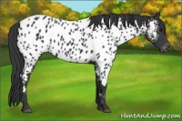 Horse Color:Black Near Leopard 