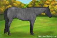 Horse Color:Blue Roan 