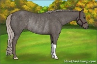 Horse Color:Silver Black Rabicano