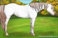 Horse Color:Amber Champagne Appaloosa 