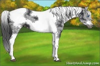 Horse Color:White Spotted Black Splash Tobiano Frame Appaloosa 