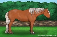 Horse Color:Silver Bay Sabino 