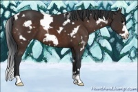 Horse Color:White Spotted Bay Frame