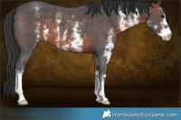 Horse Color:Brown Sabino 