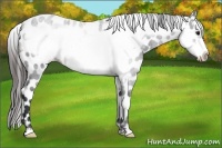 Horse Color:Brown Frame Appaloosa 