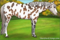 Horse Color:Buckskin Appaloosa