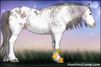 Horse Color:Nacre White Spotted Brown Ice Sabino Appaloosa Rabicano
