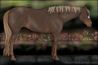 Horse Color:Liver Chestnut 
