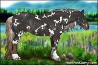 Horse Color:White Spotted Liver Chestnut Rabicano 