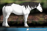 Horse Color:White Spotted Smoky Black Splash 