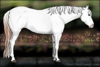 Horse Color:White Spotted Blue Roan Splash Frame Appaloosa