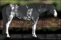 Horse Color:White Spotted Black