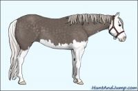 Horse Color:Silver Black Sabino Splash 