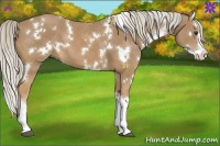 Horse Color:White Spotted Palomino Splash