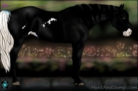 Horse Color:Chestnut Tobiano Appaloosa 