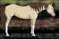 Horse Color:White Spotted Classic Champagne Dun 