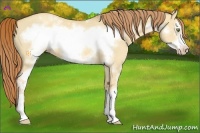 Horse Color:White Spotted Gold Champagne Dun Frame 