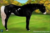 Horse Color:Gold Champagne Dun Tobiano Frame Near Leopard Rabicano 