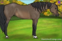 Horse Color:Brown Dun 