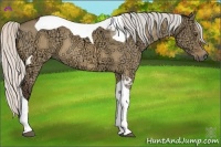 Horse Color:Silver Buckskin Ice Dun Tobiano 
