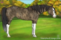 Horse Color:Bay Ice Dun Splash