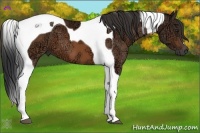 Horse Color:Bay Ice Tobiano 