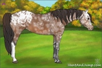 Horse Color:Bay Ice Appaloosa