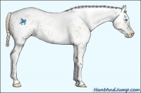 Horse Color:White Spotted Buckskin Pearl Appaloosa 