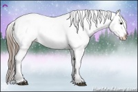 Horse Color:Smoky Black Appaloosa 