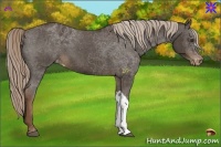 Horse Color:Liver Chestnut Appaloosa