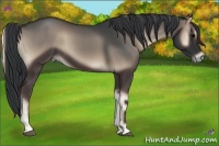 Horse Color:Blue Onyx