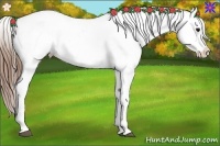 Horse Color:White Spotted Bay Varnish Rabicano 