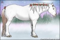 Horse Color:Chestnut Appaloosa 